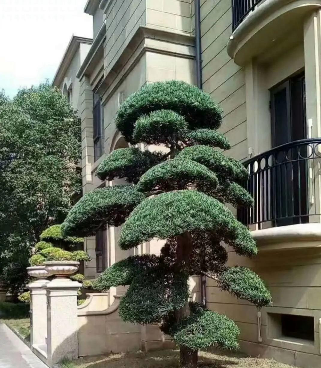  Đối với chậu cây tùng nhỏ trồng theo kiểu để bàn thường là những cây con nhỏ trồng chung với nhau, mang lại sự mới lạ, phong cách, giúp gia đình luôn yên vui, ấm no và hạnh phúc.