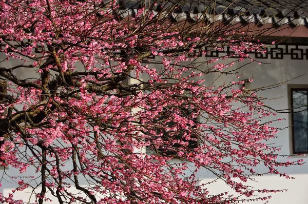  Người xưa cũng có câu: “Tây phủ hải đường sống tại gia, phú quý tự nhiên đến” hay "Trong nhà có hoa tây phủ hải đường, không lo nghèo khó". Suy cho cùng thì cây cảnh tây phủ hải đường luôn là cây yêu thích của các gia đình giàu có và các vườn thượng uyển của vua chúa ngày xưa. 