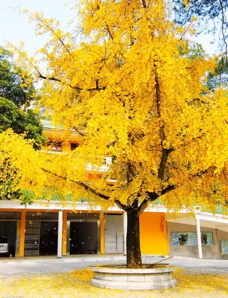  Khi trồng cây bạch quả, bạn nên chú ý đây là cây ưa sáng nên trồng ở nơi đủ ánh sáng, tưới nước hợp lý và bón thúc nhiều phân trong giai đoạn cây con để thúc đẩy cây sinh trưởng nhanh.