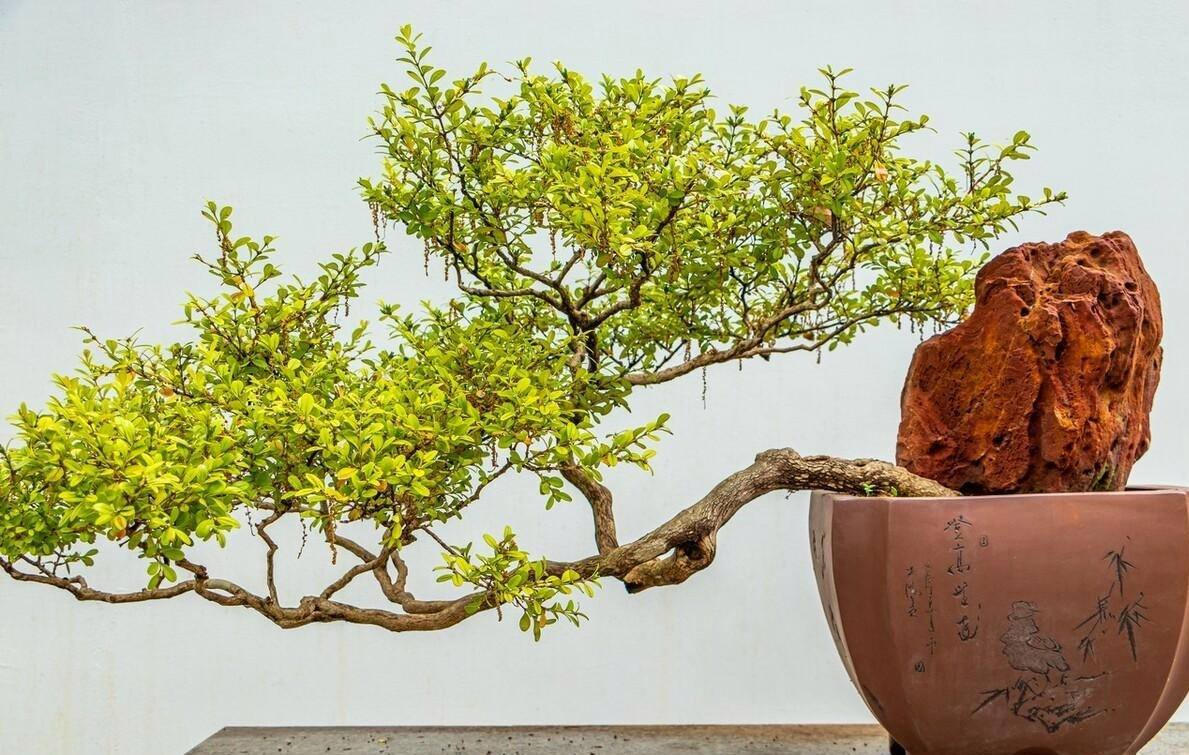  Gỗ Hoàng Dương trong phong thuỷ có tác dụng thanh lọc không khí. Hút khí độc và chắn phong thuỷ, khử tà khí. Mùi thơm của gỗ dịu nhẹ tạo cảm giác thư thái, giảm căng thẳng stress. Đem lại may mắn cho mọi người. Cây cảnh này có tuổi thọ rất cao nên người xưa cho rằng đây là cây cảnh vàng, có tác dụng "trấn trạch, bảo nhà".