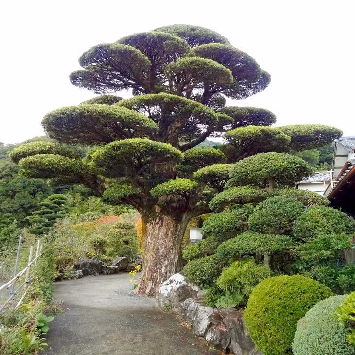  Cây cảnh này xanh tươi quanh năm, có thể cho quả có hình dạng giống “La Hán” nên trong mắt nhiều người, những cây cảnh này chính là những "La Hán" trông coi nhà cửa. Cây cảnh này cũng được coi là cây kiếm tiền - cây giữ nhà, có vị trí rất quan trọng trong việc dưỡng trạch, an gia. 