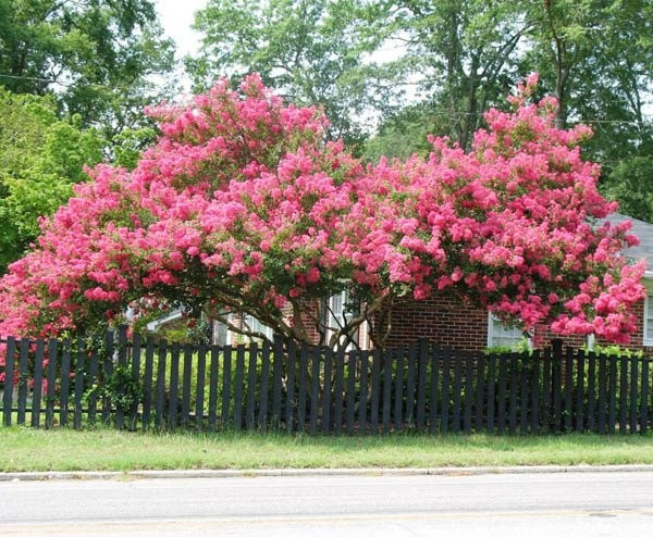 Trong phong thủy, cây cảnh tường vi có cánh hoa mỏng nên mang ý nghĩa cho sự mong manh và sự thuần khiết nhưng cũng không kém phần quyến rũ giống như một thiếu nữ đang ở độ tuổi xuân xanh.