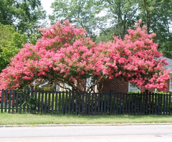 Trong phong thủy, cây cảnh tường vi có cánh hoa mỏng nên mang ý nghĩa cho sự mong manh và sự thuần khiết nhưng cũng không kém phần quyến rũ giống như một thiếu nữ đang ở độ tuổi xuân xanh.