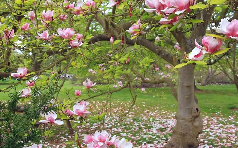  3. Cây cảnh: Mộc lan Cây cảnh mộc lan còn có tên khoa học là Magnolia. Ngoài ra nó còn được gọi với nhiều cái tên khác như: giáng hương, mộc niên, bạc ngọc lan...