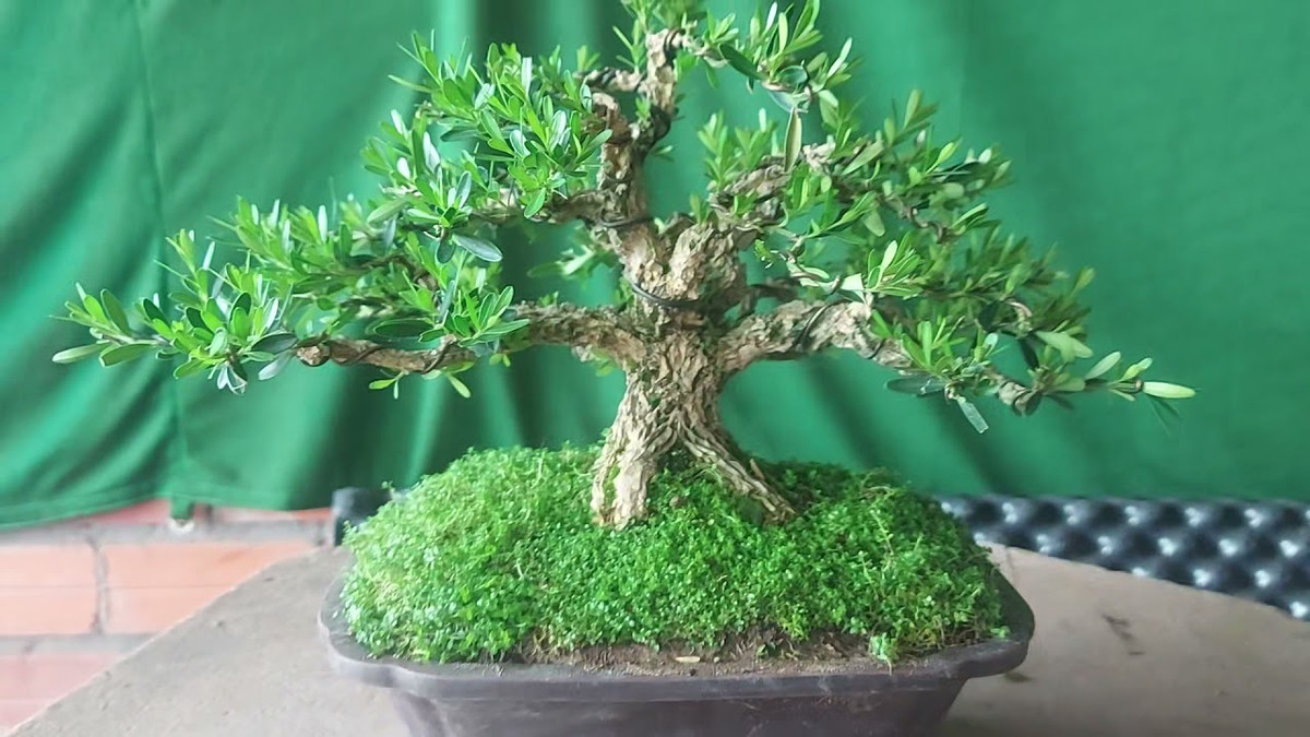  6. Cây cảnh: Hoàng dương Người xưa cũng có câu: "Gia đình có cây hoàng dương, rường cột bao thế hệ". Đó là vì hoàng dương (Buxus) không chỉ có ý nghĩa phong thủy tốt lành mà nó còn là một loài cây gỗ rất quý. Cây nhỏ giá rất rẻ nhưng khi chúng lớn lên có thể thu hoạch làm đồ nội thất thì sẽ bán đắt như vàng.