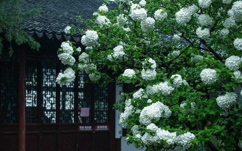  Nhiều người còn cho rằng, trồng cây cảnh cẩm tú cầu thân gỗ trong sân có nghĩa là điềm lành đến nhà, xua đuổi thị phi. Hơn nữa, một cây cẩm tú cầu cổ thụ chắc chắn sẽ tăng thêm giá trị kinh tế cho ngôi nhà của bạn.