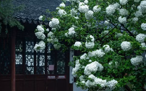  Nhiều người còn cho rằng, trồng cây cảnh cẩm tú cầu thân gỗ trong sân có nghĩa là điềm lành đến nhà, xua đuổi thị phi. Hơn nữa, một cây cẩm tú cầu cổ thụ chắc chắn sẽ tăng thêm giá trị kinh tế cho ngôi nhà của bạn.