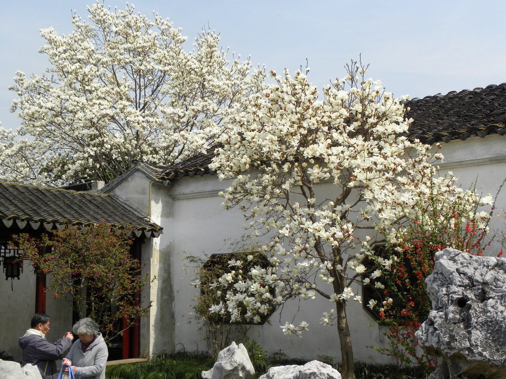 Chính vì vậy, hoa mộc lan ngụ ý may mắn, thịnh vượng. Nhiều nhà giàu trồng cây cảnh này trước sân nhằm thu hút tài lộc, may mắn cho gia chủ, giúp việc làm ăn buôn bán cũng như công việc luôn được thuận lợi, thăng tiến. 