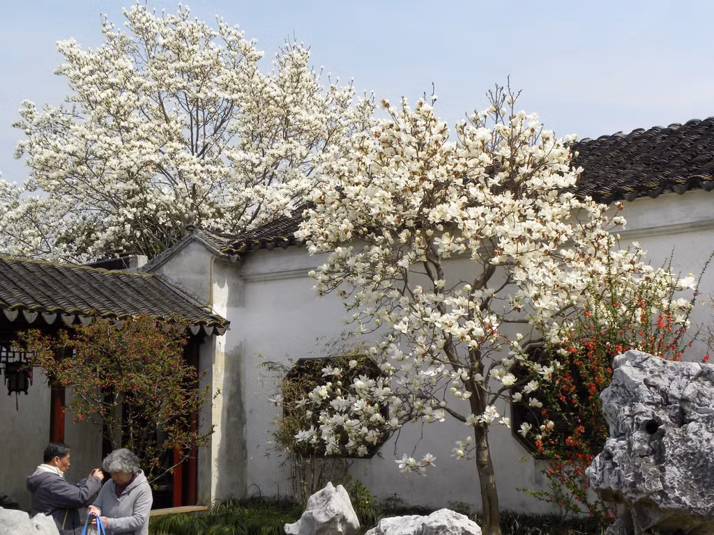 Chính vì vậy, hoa mộc lan ngụ ý may mắn, thịnh vượng. Nhiều nhà giàu trồng cây cảnh này trước sân nhằm thu hút tài lộc, may mắn cho gia chủ, giúp việc làm ăn buôn bán cũng như công việc luôn được thuận lợi, thăng tiến. 