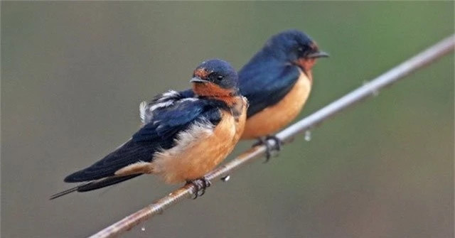 6 con vat la de tu Than Tai, den nha ai nha do giau nut vach