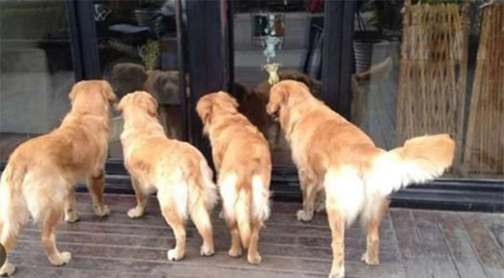  Loài vật này luôn đúng đầu trong danh sách những con vật may mắn mang điềm lành nên nuôi trong nhà. Trong 12 con giáp, chó được gọi là Tuất thuộc hành Thổ, đất khô, có Hỏa, có Kim, dương tính rất mạnh. 