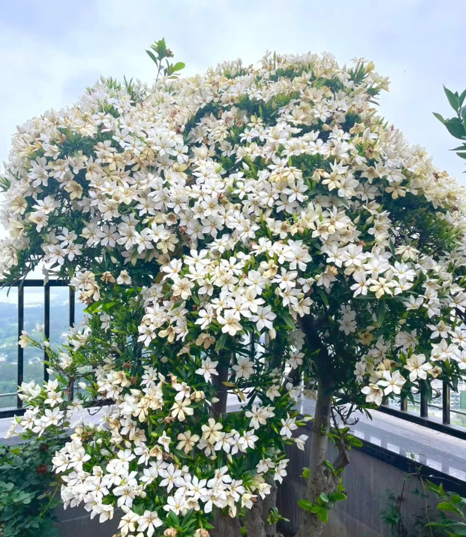 Nhiều người thích trồng dành dành trong nhà để hoa dành dành tỏa mùi thơm dễ chịu và cây có khả năng giúp thanh lọc không khí, giúp không gian gia đình trong lành, rất tốt cho phong thủy. 