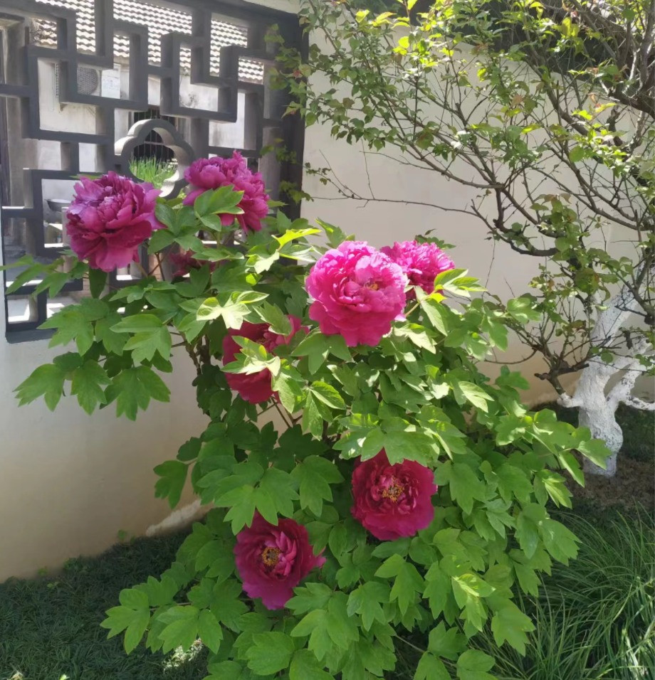 Thời cổ đại, nó chỉ được trồng trong nhà của những người giàu có, trở thành "kỳ quan" ở các vườn thượng uyển, được vua chúa, quan lại yêu thích. Cây cảnh này không chỉ nở hoa rực rỡ, sang trọng mà còn sống thọ tới hàng trăm năm. 