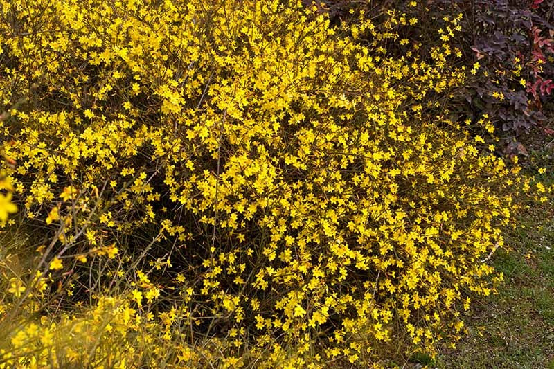  5. Người xưa nói: Hoa nhài mùa đông - hoa báo xuân rực rỡ: Hoa nhài mùa đông có tên tiếng Anh là Winter Jasmine, tên khoa học là Jasminum nudiflorum. Cây cảnh này là loài hoa điển hình nở đón mùa xuân.