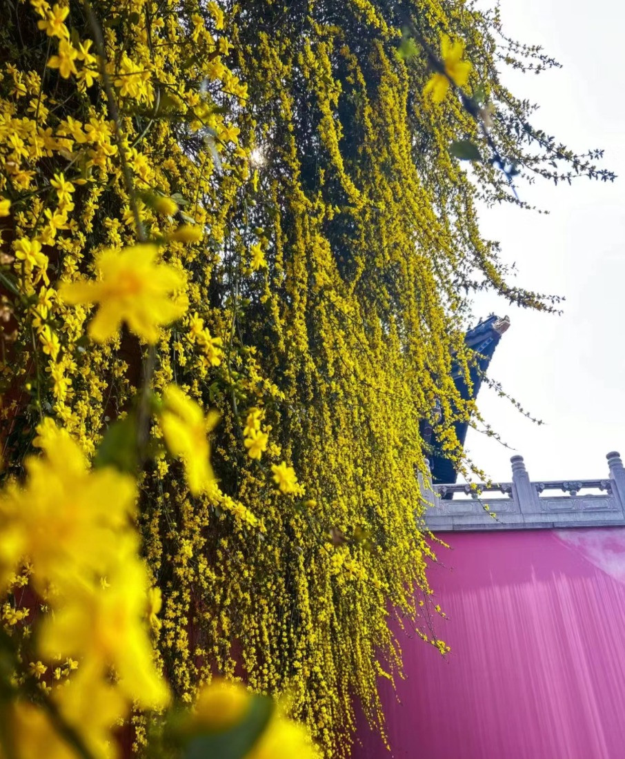  Hoa nở rất nhiều, có màu vàng óng bắt mắt, làm mùa đông rét lạnh, ảm đạm trở nên rực sáng. Hoa nhài mùa đông rất thích hợp trồng trong chậu, khi nở hoa trong chậu sẽ nở thành một khung cảnh đẹp mê hồn. 