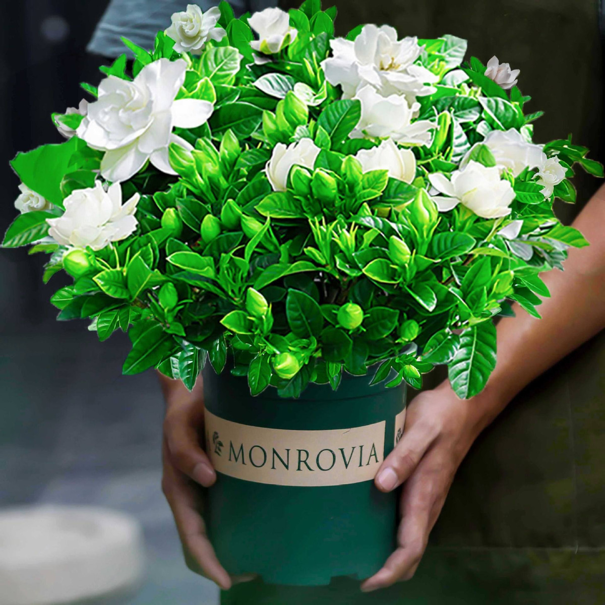 Trên thực tế, cây dành dành cũng là loài hoa sống lâu, trong điều kiện đất thích hợp có thể sống ít nhất 30 năm. Hương hoa có mùi thơm dễ chịu, quý phái, trang nhã nên luôn được người dân yêu thích. 