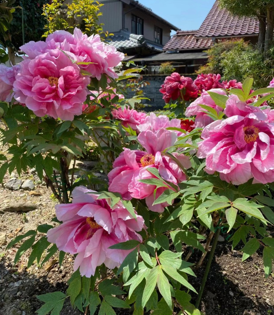  Vì mang ý nghĩa là phồn vinh thịnh vượng nên hoa mẫu đơn được sử dụng trưng trong nhà với mong muốn loài cây này mang lại giàu sang cho gia chủ. Do đó, người xưa khuyên bạn nên trồng cây cảnh mẫu đơn ở vườn nhà. 