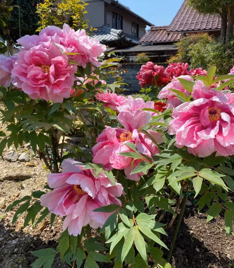  Vì mang ý nghĩa là phồn vinh thịnh vượng nên hoa mẫu đơn được sử dụng trưng trong nhà với mong muốn loài cây này mang lại giàu sang cho gia chủ. Do đó, người xưa khuyên bạn nên trồng cây cảnh mẫu đơn ở vườn nhà. 