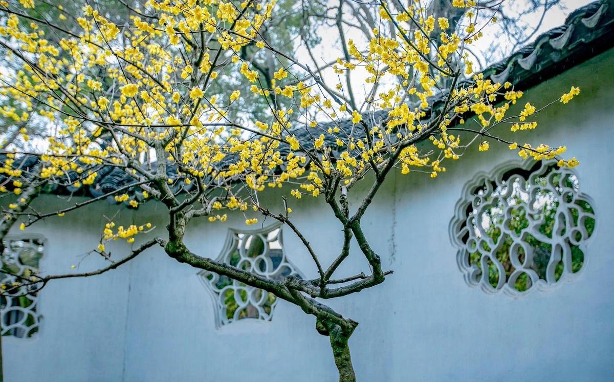 Những năm gần đây, lạp mai được nhập về Việt Nam khá nhiều vào dịp Tết Nguyên đán. Nhiều nhà thích trưng lạp mai trong nhà để mong năm mới có nhiều niềm vui, hạnh phúc, đón sung túc, giàu sang phú quý. Người xưa cho rằng, bày lạp mai hay mai vàng trong nhà đều lại sự phồn vinh, hạnh phúc cả năm. 