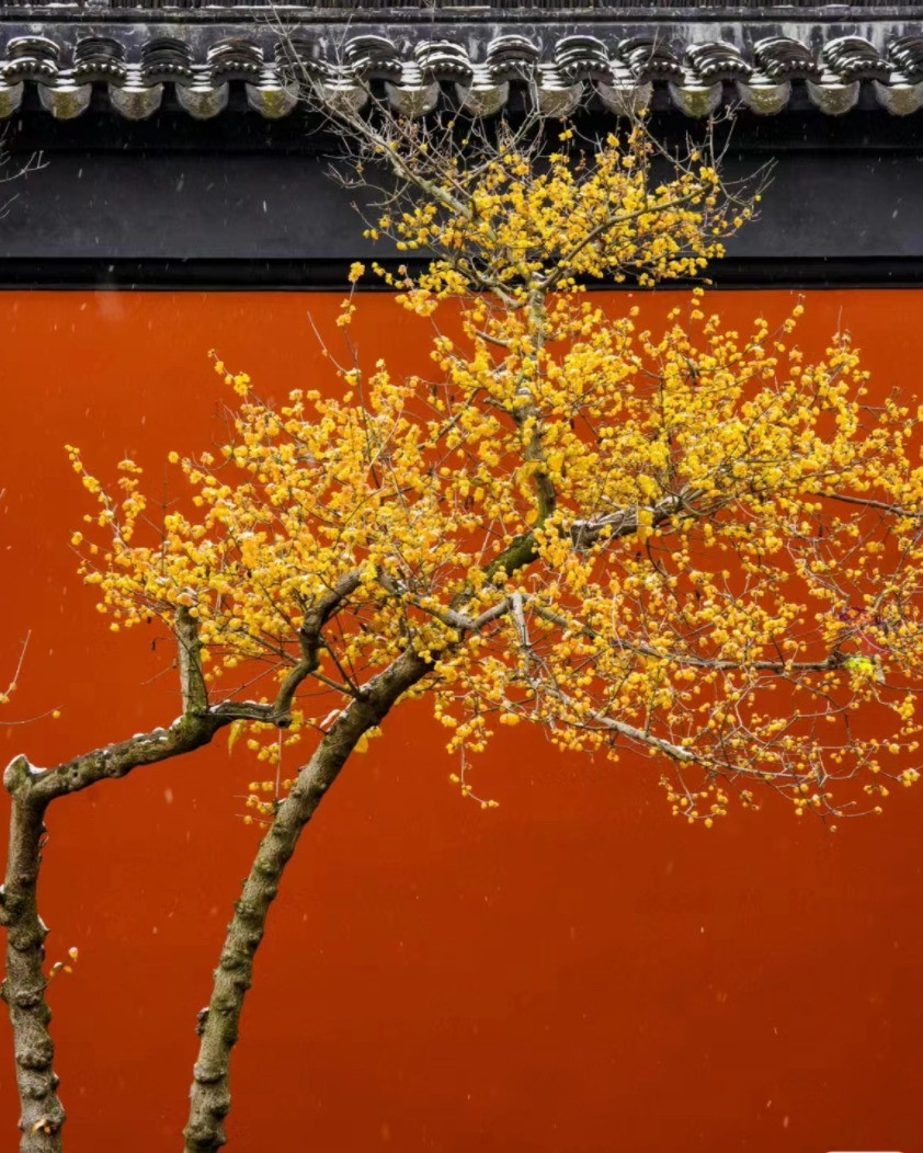  Hoa lạp mai là loài hoa mang đến may mắn, niềm vui, tài lộc, người ta thường ví như mai vàng truyền thống của chúng ta vậy. Rực rỡ trong gió lạnh và khí hậu khắc nghiệt, cây cảnh này cũng tượng trưng cho cốt cách ngay thẳng, dũng cảm, sức sống bền bỉ, ngoan cường.