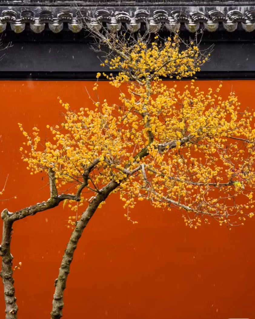  Hoa lạp mai là loài hoa mang đến may mắn, niềm vui, tài lộc, người ta thường ví như mai vàng truyền thống của chúng ta vậy. Rực rỡ trong gió lạnh và khí hậu khắc nghiệt, cây cảnh này cũng tượng trưng cho cốt cách ngay thẳng, dũng cảm, sức sống bền bỉ, ngoan cường.