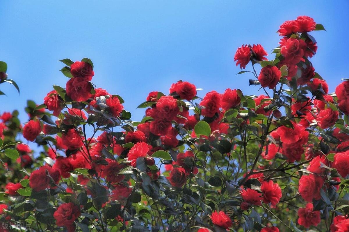  Ngôn ngữ hoa của hoa trà là may mắn và giàu có. Nếu bạn trồng nó trong sân, vận may của bạn sẽ ngày càng thịnh vượng. Trong quan niệm người xưa, hoa trà có màu đỏ màu của sự may mắn và lạc quan, tràn ngập sức sống cho những ngày đông lạnh lẽo và ảm đạm. Chính vì thế, người xưa cho rằng, trưng một bình hoa trà trong nhà sẽ giúp gia chủ có thêm động lực để phấn đấu, và tự nâng cao tinh thần của bản thân. 