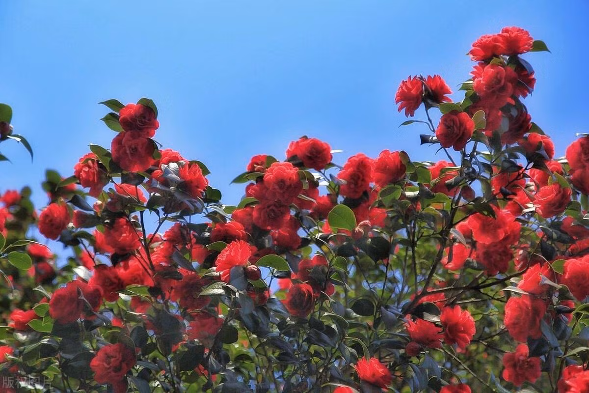  Ngôn ngữ hoa của hoa trà là may mắn và giàu có. Nếu bạn trồng nó trong sân, vận may của bạn sẽ ngày càng thịnh vượng. Trong quan niệm người xưa, hoa trà có màu đỏ màu của sự may mắn và lạc quan, tràn ngập sức sống cho những ngày đông lạnh lẽo và ảm đạm. Chính vì thế, người xưa cho rằng, trưng một bình hoa trà trong nhà sẽ giúp gia chủ có thêm động lực để phấn đấu, và tự nâng cao tinh thần của bản thân. 