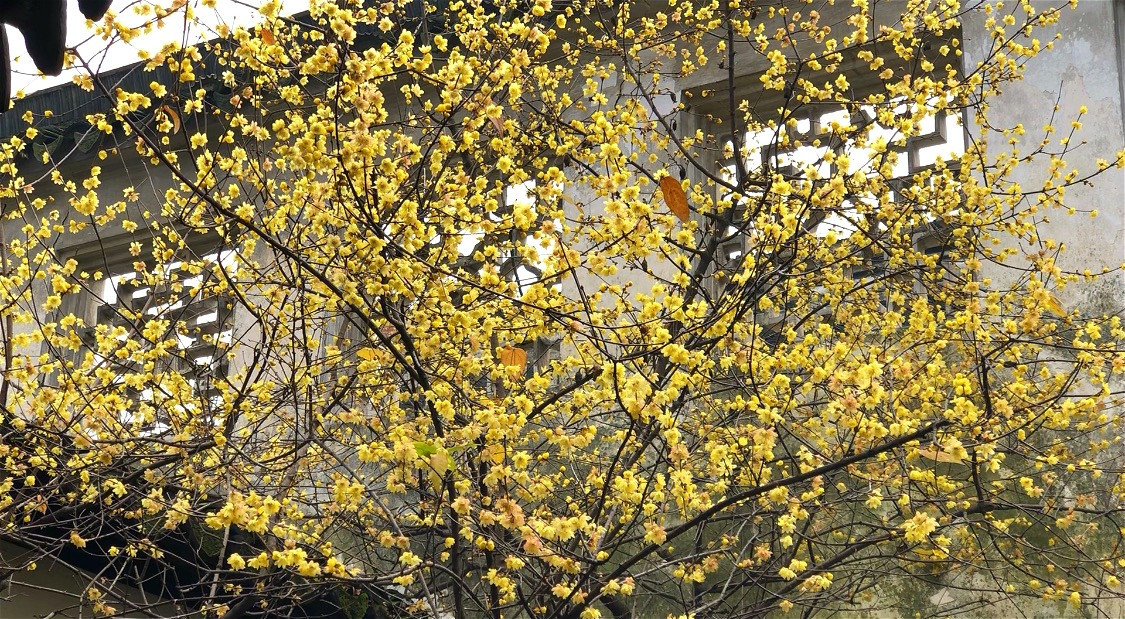  Có lẽ bởi những bông hoa cánh trong như sáp nến, tỏa ra mùi hương thoang thoảng, dịu dàng, ngọt ngào, và có màu vàng như nắng làm sáng bừng những ngày trời đông u ám nhiều mây. Hoa lạp mai nhỏ, nở thành chùm dọc cành cây giống hoa mơ hoa đào nhưng nở sớm hơn từ cuối tháng 12 đến đầu tháng 2.