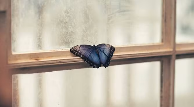  Bướm bay vào nhà là điềm báo may mắn, dấu hiệu niềm vui sắp đến. Theo phong thủy, nếu bướm vô tình bay lạc vào nhà, bạn đừng vội lo lắng. Màu sắc của loài bướm cũng mang nhiều ý nghĩa. Bướm màu tối mang tin tốt về nghề nghiệp hoặc công việc kinh doanh. Trong khi đó, bướm màu sáng báo hiệu niềm vui về tình duyên. 