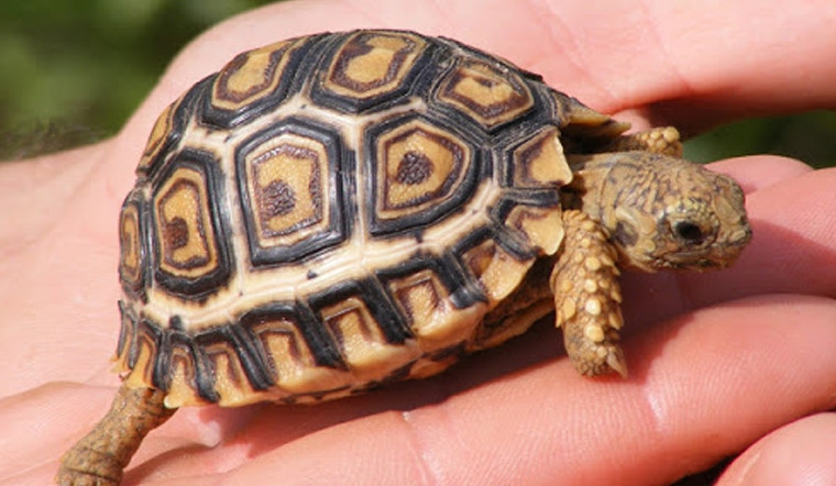  Những người mệnh Thủy nên nuôi rùa thì Thủy thắng Hỏa có thể nhận về tài lộc thịnh vượng. Người tuổi Tý, Hợi nên nuôi rùa.Ngoài ra, trong phong thủy, rùa còn là con vật tượng trưng cho sức khỏe, trường thọ. Nuôi rùa mang lại nhiều ý nghĩa điềm lành, tốt cho gia chủ. Trong khi đó, người tuổi Thân, Dậu không nên nuôi con vật này. Bài viết mang tính tham khảo.