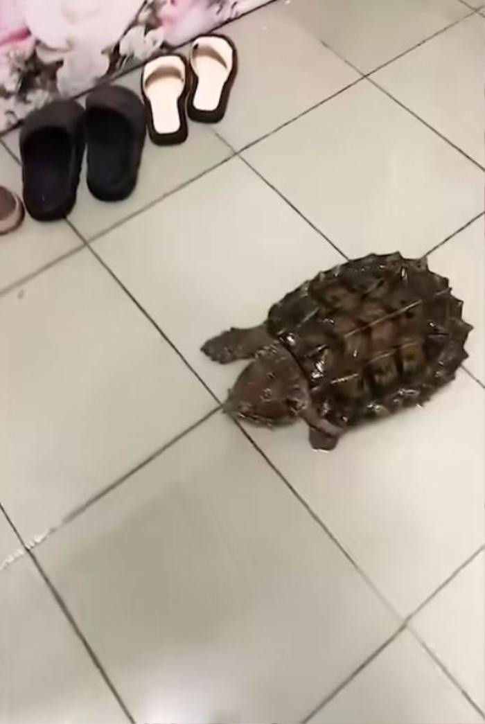  Rùa bò vào nhà là điềm báo may mắn, dự báo gia chủ có tài lộc thịnh vượng, sức khỏe dồi dào, gia đình hạnh phúc. Rùa là con vật sống ở cả dưới nước và trên cạn. Rùa thuộc hành Hỏa, là âm Hỏa trong đó có dương Thổ. 