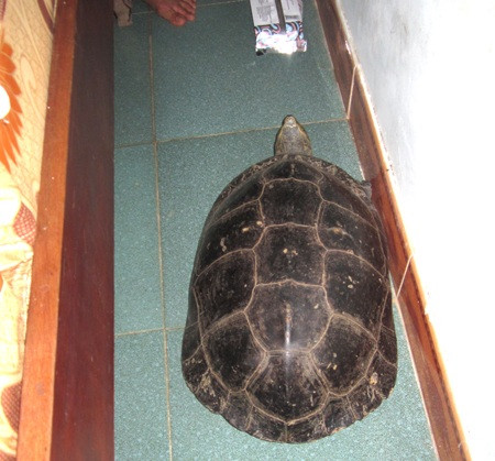  6. Rùa bò vào nhà: Theo quan niệm dân gian, rùa là một biểu tượng tốt, là sự kết nối giữa trời và đất, là vật linh thiêng mang đến sự trường tồn, an lành. Theo phong thủy, con rùa là loài vật mang đến may mắn, tài lộc cho gia đình. Vì vậy, nhiều người thích nuôi rùa trong nhà để cầu may mắn, bình an. 