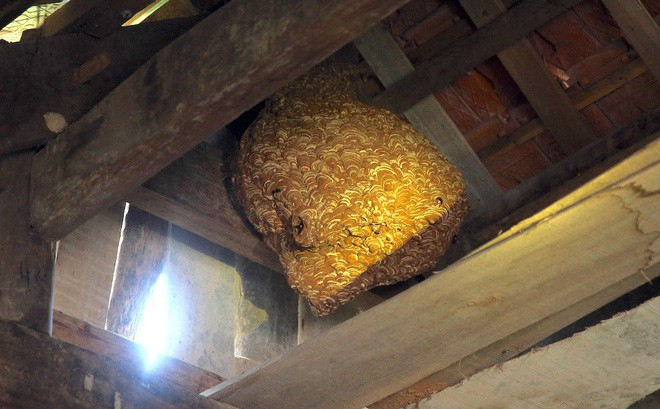  Ong là loại động vật được cho là mang yếu tố “Dương” rất nhiều. Vì thế, việc trong nhà xuất hiện tổ ong cũng mang ý nghĩa gia đình được gia tăng dương khí.