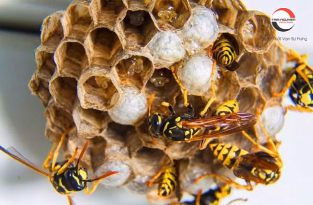 Đồng thời việc này cũng dự báo nhiều may mắn về mặt tài lộc đang đến, gia đình thịnh vượng, ấm no. Thức ăn chính của ong là các loại phấn hoa, ong lại sản sinh ra mật có giá trị cao nên phong thủy luôn đánh giá ong là loài vật tượng trưng cho sự thanh khiết.