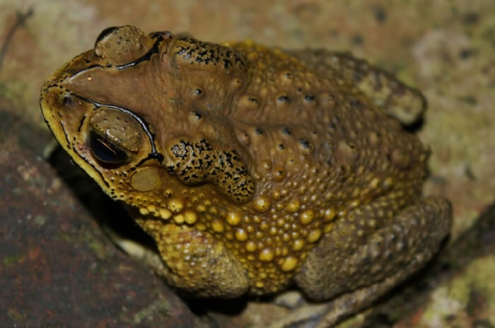  Cóc vàng vào nhà: Sau những cơn mưa, những con có có thể vô tình đi lạc vào nhà. Nếu bạn thấy cóc có màu vàng sáng, đôi khi có chấm đỏ trên lưng thì đó là vị khách quý, mang điềm báo thịnh vượng đến nhà. 