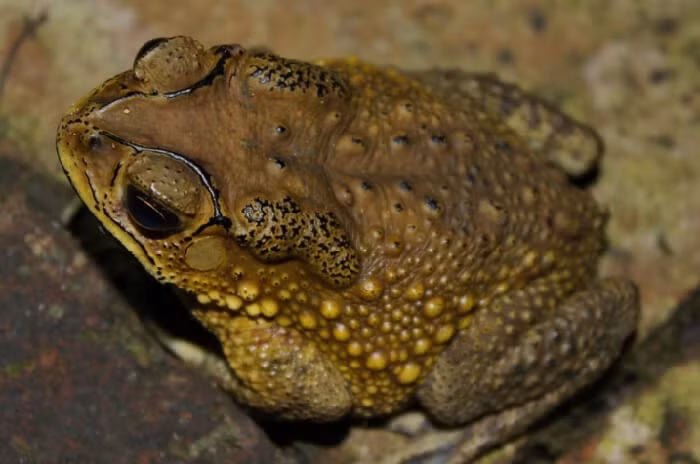  Cóc vàng vào nhà: Sau những cơn mưa, những con có có thể vô tình đi lạc vào nhà. Nếu bạn thấy cóc có màu vàng sáng, đôi khi có chấm đỏ trên lưng thì đó là vị khách quý, mang điềm báo thịnh vượng đến nhà. 