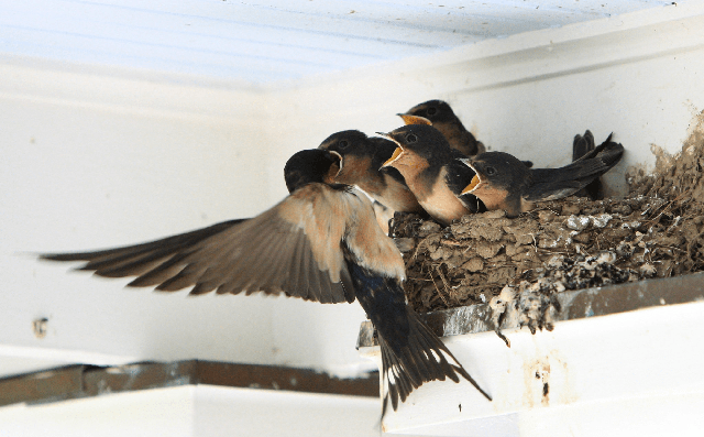 Người xưa tin rằng nếu chim én đến nhà cũng là khởi đầu cho những điềm lành mang may mắn. Chim én trong văn hoá dân gian được gọi là huyền điểu, thiên nữ, hay còn được cho là dấu hiệu gia đạo phát đạt, gia đình êm ấm. 