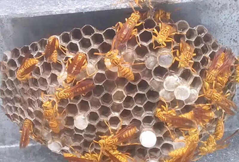  Ong đến nhà làm tổ: Theo quan niệm dân gian, ong bay vào nhà là tài lộc đang đến. Tài lộc sẽ nhân đôi nếu ong làm tổ ngay ở khu vực cửa nhà. Ong bay vào nhà là một điềm báo cực tốt, dự báo tương của gia chủ rộng mở, làm ăn phát đạt, tiền bạc dư giả.