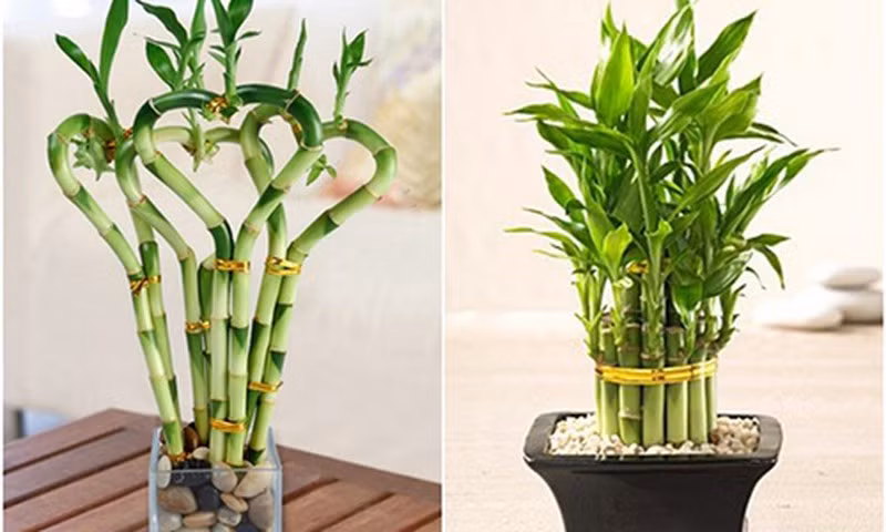 Cây phất dụ phát tài. Nếu bạn muốn hút tài lộc vào nhà bạn hãy đặt một cây phất dụ là loài cây mang lại may mắn cho gia chủ. 