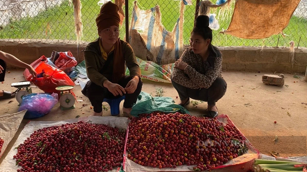 Cho doc la o Son La ban toan con trung, dac san nui rung-Hinh-5