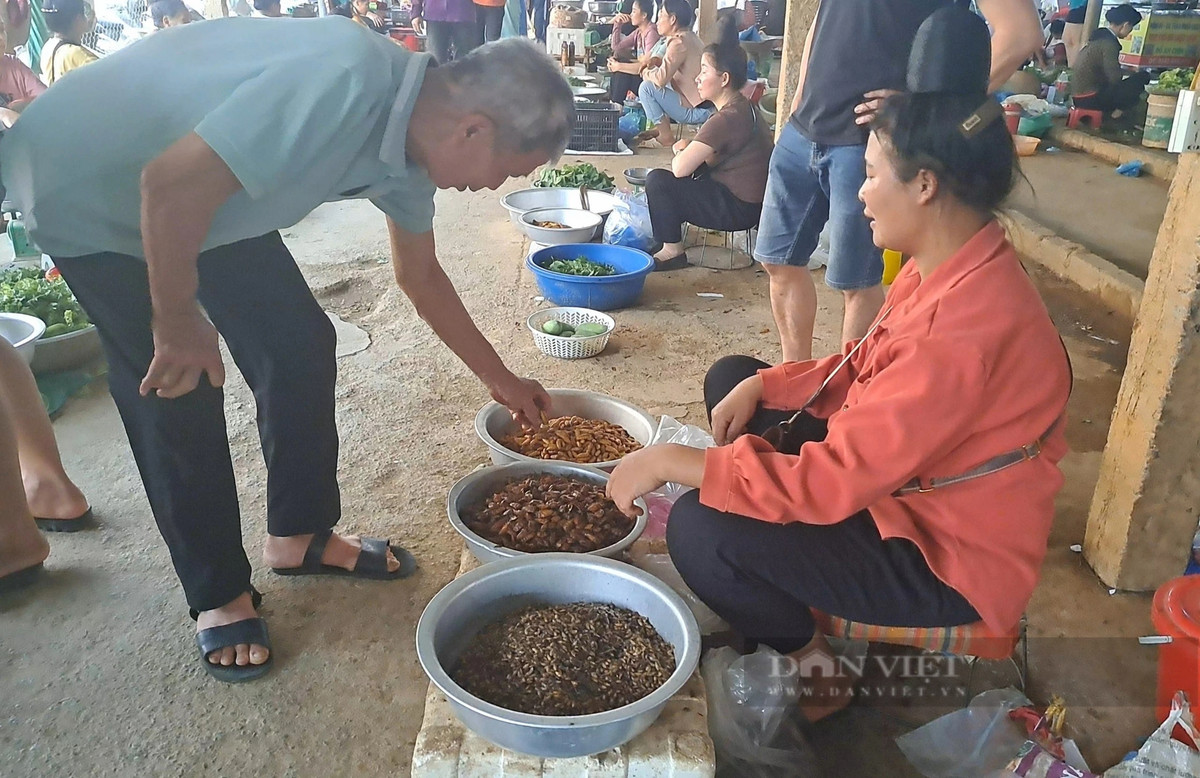 Cho doc la o Son La ban toan con trung, dac san nui rung-Hinh-4