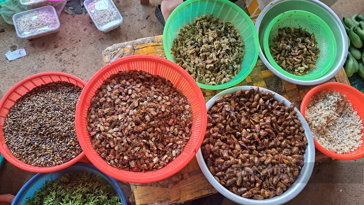 Cho doc la o Son La ban toan con trung, dac san nui rung-Hinh-2