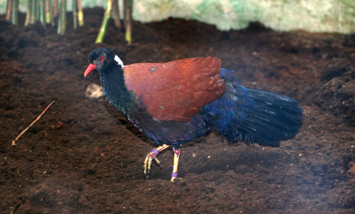  Việc phát hiện lại bồ câu đầu đen là một tin vui cho các nhà khoa học và những người bảo tồn.