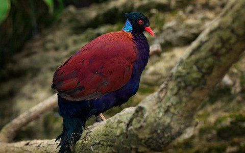 Các nhà khoa học hiện đang làm việc để bảo vệ loài chim này và môi trường sống của nó. Họ hy vọng có thể tạo ra một khu bảo tồn cho bồ câu đầu đen trên đảo Fergusson và giúp cho số lượng của loài chim này tăng lên.