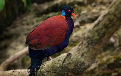 Các nhà khoa học hiện đang làm việc để bảo vệ loài chim này và môi trường sống của nó. Họ hy vọng có thể tạo ra một khu bảo tồn cho bồ câu đầu đen trên đảo Fergusson và giúp cho số lượng của loài chim này tăng lên.