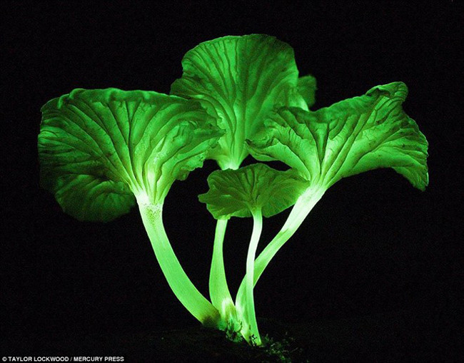 Vẻ đẹp huyền ảo về đêm của những cây nấm phát sáng.