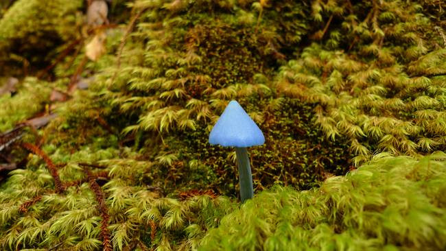 Ngỡ ngàng trước vẻ đẹp diệu kỳ của loài nấm này, một loại tem tại New Zealand có in hình nấm Entoloma hochstetteri được phát hành vào năm 2002 và được in trên mặt sau tờ tiền $ 50 ở New Zealand vào năm 1990.