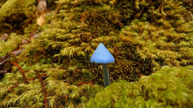 Ngỡ ngàng trước vẻ đẹp diệu kỳ của loài nấm này, một loại tem tại New Zealand có in hình nấm Entoloma hochstetteri được phát hành vào năm 2002 và được in trên mặt sau tờ tiền $ 50 ở New Zealand vào năm 1990.