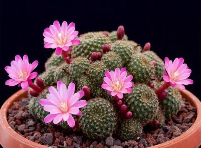 Muon nguoi khoe manh, tai loc sung tuc nen tranh trong 3 loai cay nay-Hinh-3