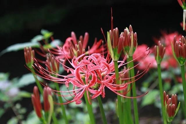 Muon nguoi khoe manh, tai loc sung tuc nen tranh trong 3 loai cay nay